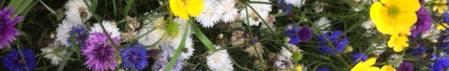 wildflowers